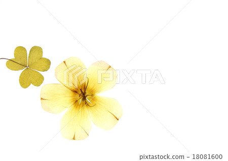 Pressed flower Pressed flower 18081600