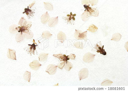 Pressed flower 18081601