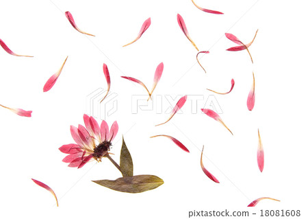 Pressed flower 18081608