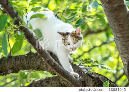 羅德里戈在樹上 18081945