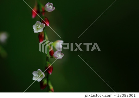 Natural plant Bontctade, it seems to be "Bontok" because it is not spicy and spicy, but the flowers are beautiful enough ① 18082001