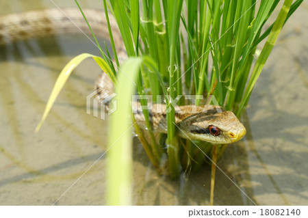 Shimate snake 18082140