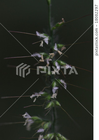 Natural plant Chihiroza, flowers like sparkling white fluffs in small ears. The feeling of a flower is like Chikozasa Natural plant Chihiroza, flowers like sparkling white fluffs in small ears. The feeling of a flower is like Chikozasa 18082297