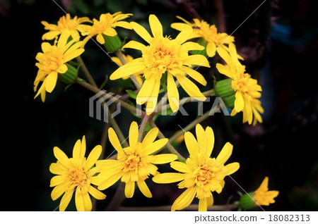 Flowers of bamboo shoots in the garden Flowers of bamboo shoots in the garden 18082313
