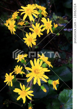 筍花在庭院裡 18082314