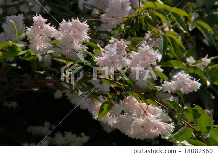 Sarasa Tutsugi 18082360