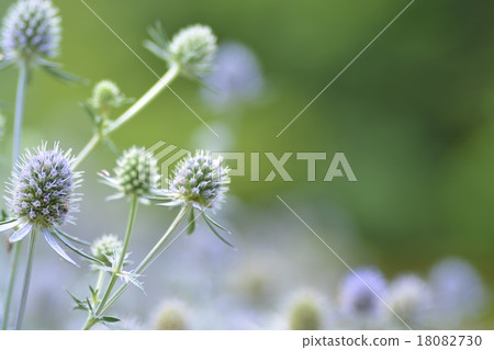 Cute Elinhodium Cute Elinhodium 18082730