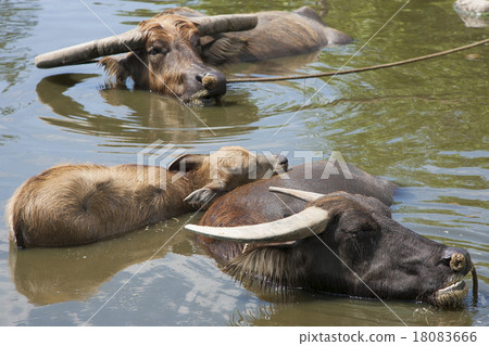 water buffalo 18083666