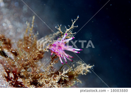 Caterpillar bullfighting during predation Caterpillar bullfighting during predation 18083880