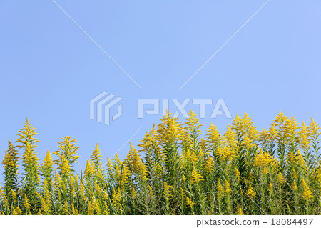 Seiitokawadassi 18084497