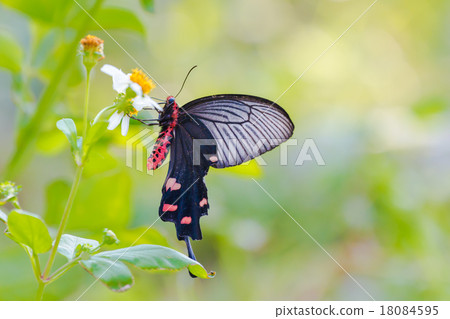 小鬍子蜂蜜 18084595