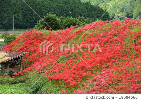 Ohara的群集孤挺花 Ohara的群集孤挺花 18084666