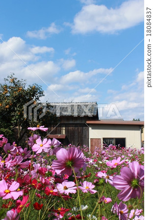 Cosmos field and private house 18084837