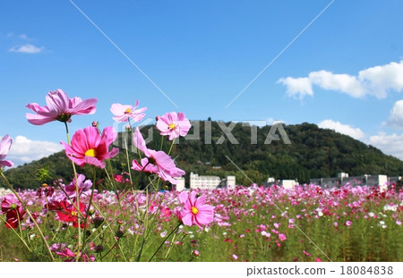 Cosmos field on sunny day and satoyama 18084838