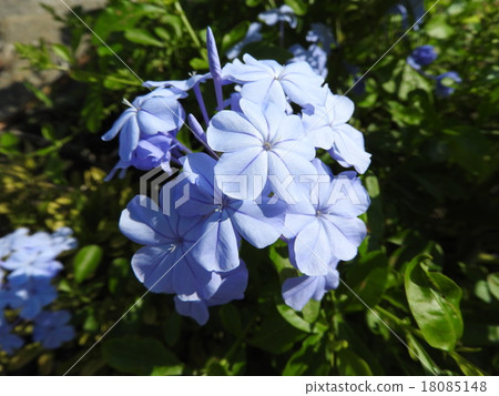 An attractive white flower that colorizes the summer cool, Ruri Matsuri. Hanabi is a secret passion. 18085148