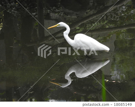 A hunter aiming at small fish standing in the pond and feeding, Shirasagi. A hunter aiming at small fish standing in the pond and feeding, Shirasagi. 18085149