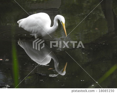A hunter aiming at small fish standing in the pond and feeding, Shirasagi. 18085150