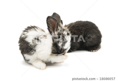 little rabbits 18086057