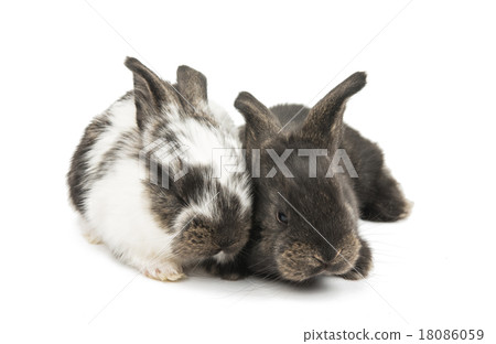 little rabbits 18086059