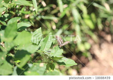 Commisedge, butterfly, 18086439