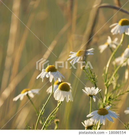 Mayweed 18086554