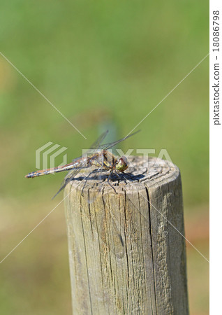 Stock Photo: living thing, compound eyes, living things