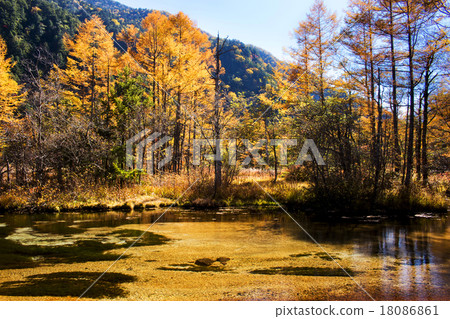 Yellow leaves of Tashiro Pond Yellow leaves of Tashiro Pond 18086861