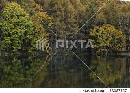 鯊魚池塘秋葉 18087157