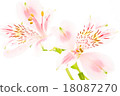 Alstroemeria 18087270