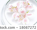 Petal floating in water 18087272