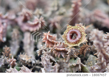 Cactus Cactus 18087437