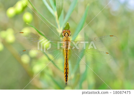 用橄欖Uusakimitobo休息 18087475