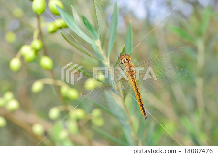 用橄欖Uusakimitobo休息 18087476