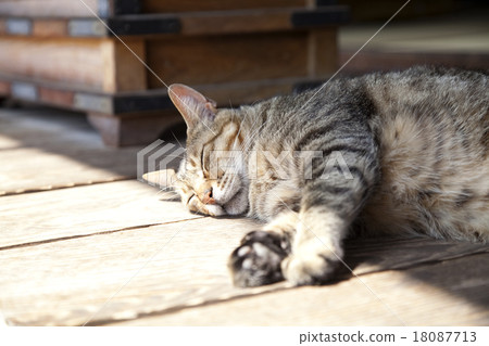 cat  18087713