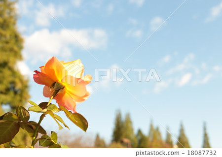 安妮玫瑰和藍天 18087732