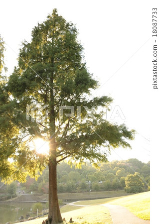 Senber Sequoia and the sunshine 18087733