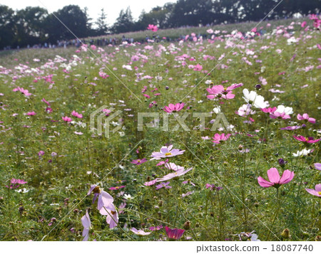 Cosmos field Cosmos field 18087740
