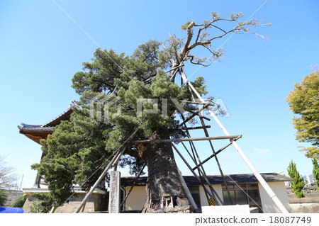 Photo of Rakanmaki, Japan's largest 18087749