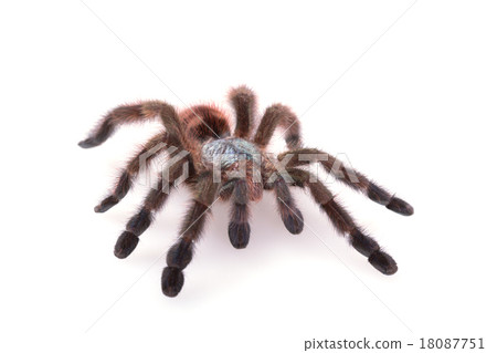 Avicularia Versicolor, Tarantula, Isolated 18087751