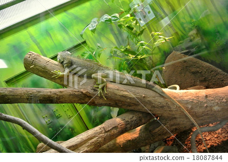 Indonesia Water Dragon Indonesia Water Dragon 18087844