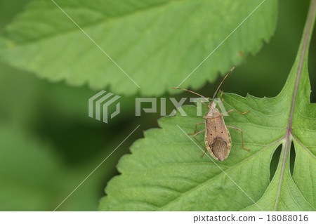 Hoshi Hararillo Helicopter bug Hoshi Hararillo Helicopter bug 18088016