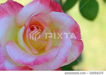 玫瑰 玫瑰 18088235