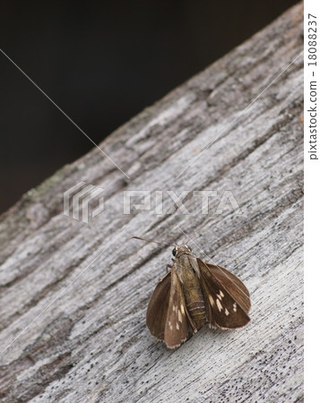 brown moth night butterfly on wood texture surface brown moth night butterfly on wood texture surface 18088237