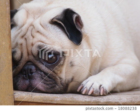 white fat cute lovely pug dog portraits 18088238