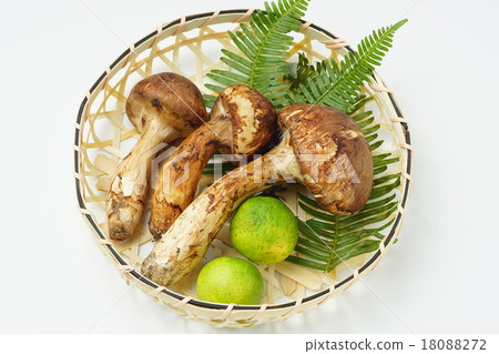 Matsutake Matsutake 18088272