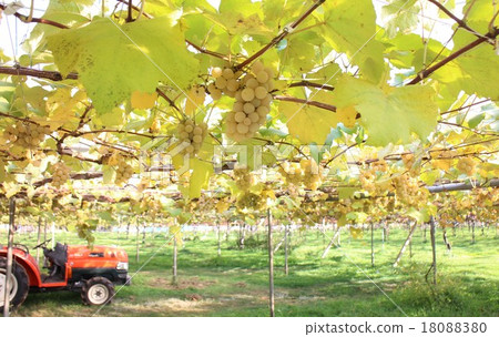 Vineyard 18088380