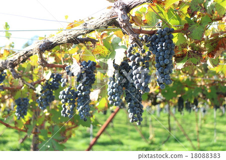 Vineyard 18088383