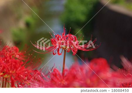 A cluster amaryllis of Solada City A cluster amaryllis of Solada City 18088450