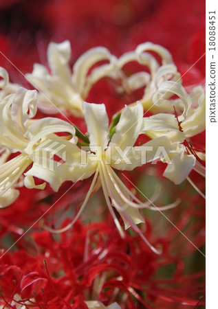 A cluster amaryllis of Solada City 18088451