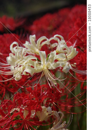 A cluster amaryllis of Solada City 18088453